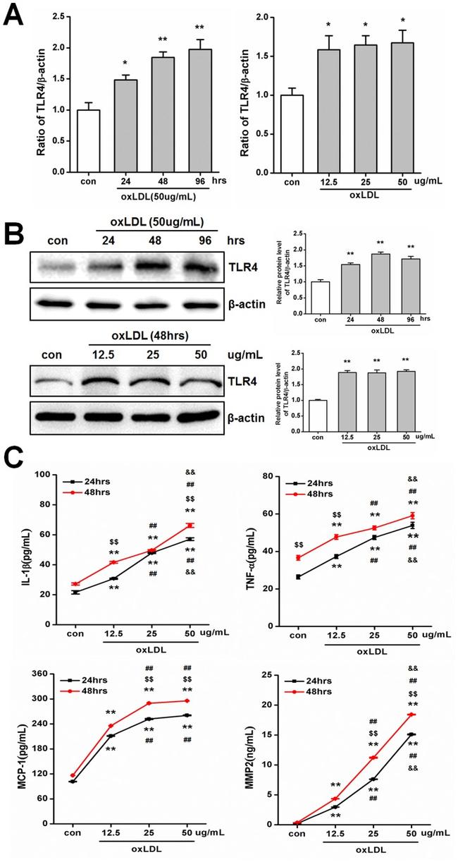 TLR4/MD-2 Complex Antibody in Western Blot (WB)