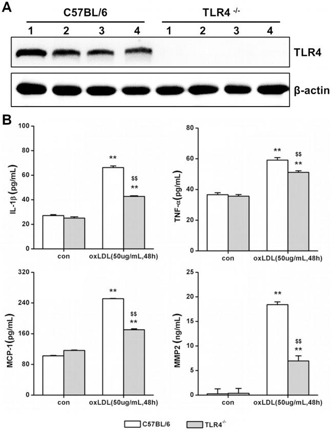 TLR4/MD-2 Complex Antibody in Western Blot (WB)