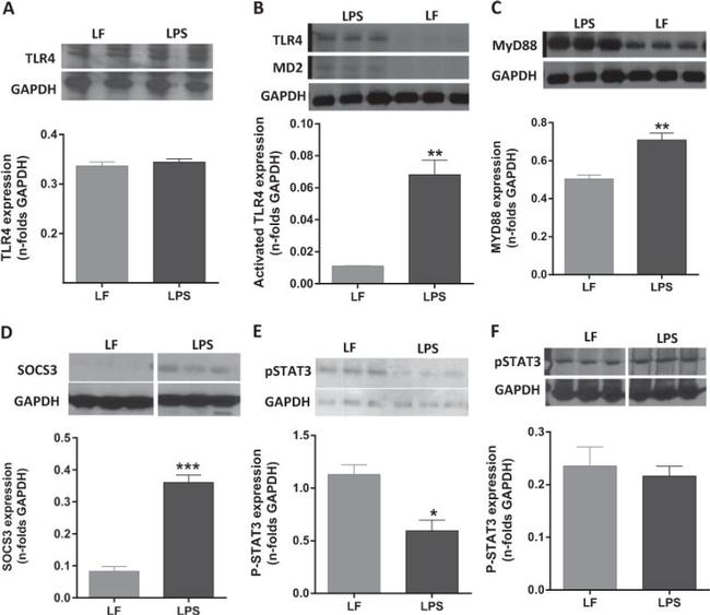 TLR4/MD-2 Complex Antibody in Western Blot (WB)