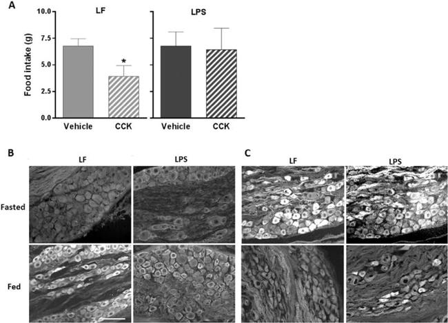 TLR4/MD-2 Complex Antibody in Immunohistochemistry (IHC)