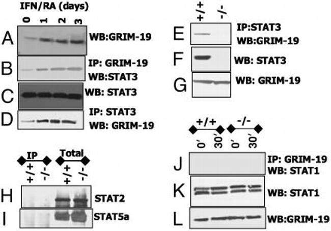 Grim-19 Antibody in Western Blot (WB)