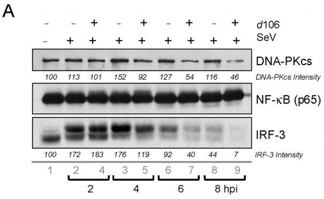 IRF3 Antibody in Western Blot (WB)