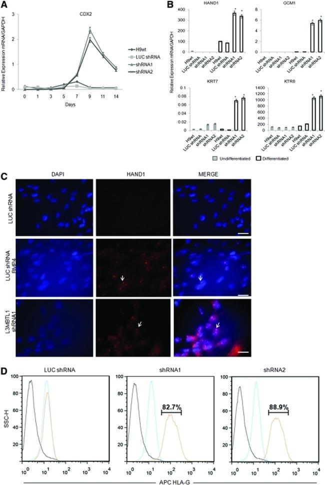 HLA-G Antibody in Flow Cytometry (Flow)