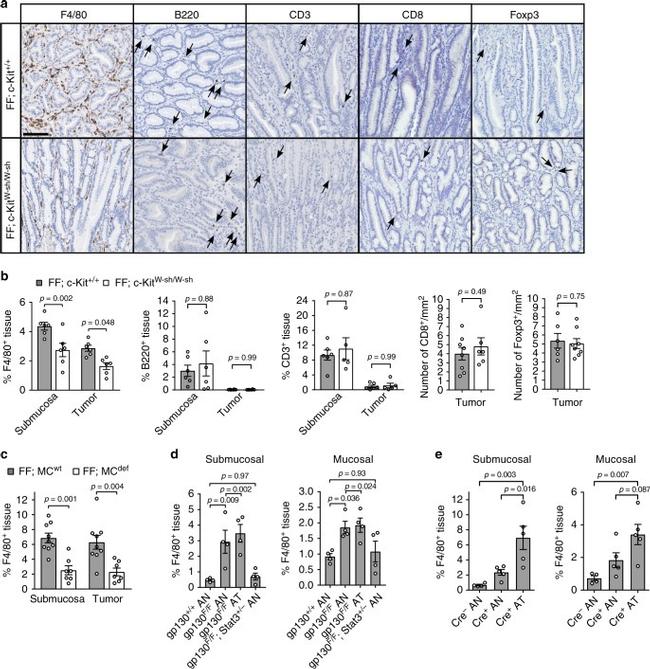 FOXP3 Antibody in Immunohistochemistry (IHC)