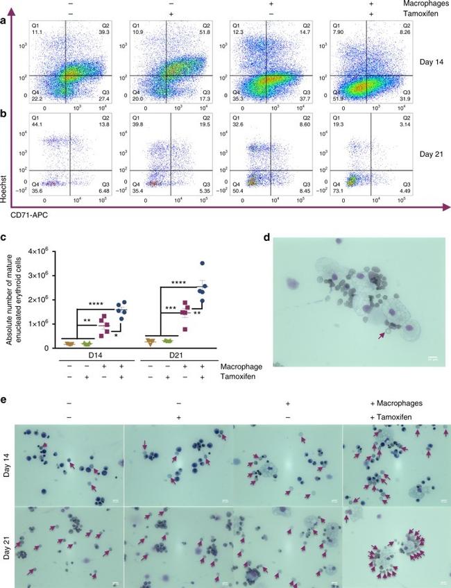 CD235a (Glycophorin A) Antibody in Flow Cytometry (Flow)