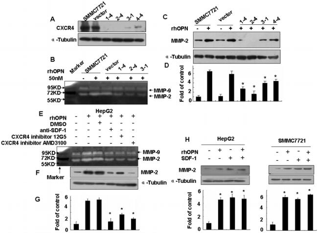 CD184 (CXCR4) Antibody in Western Blot (WB)