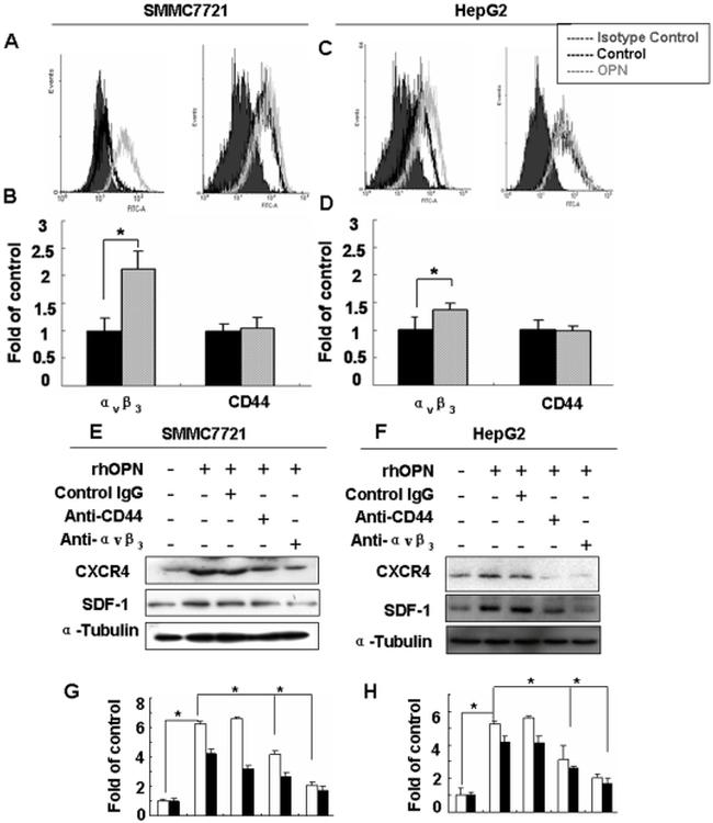 CD184 (CXCR4) Antibody in Western Blot (WB)