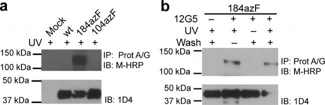 CD184 (CXCR4) Antibody in Western Blot (WB)