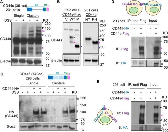 CD44 Antibody in Western Blot (WB)