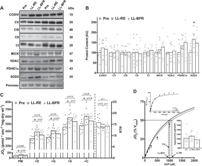 OxPhos Complex IV subunit IV Antibody in Western Blot (WB)