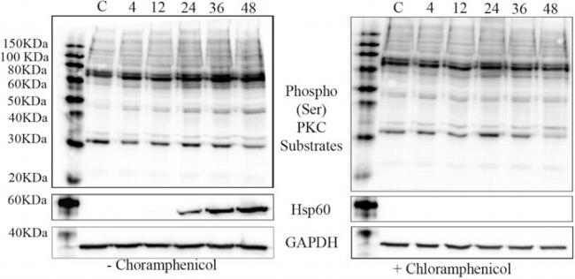 HSP60 Antibody in Western Blot (WB)