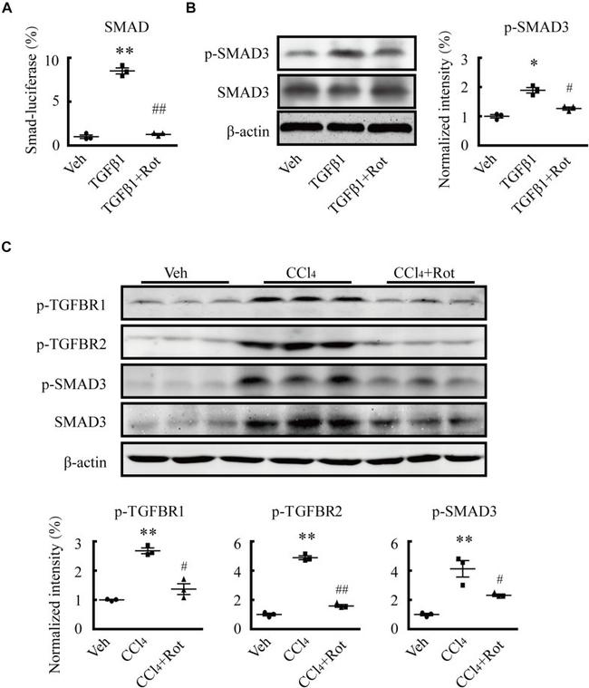 Phospho-TGFBR2 (Ser225, Ser250) Antibody in Western Blot (WB)