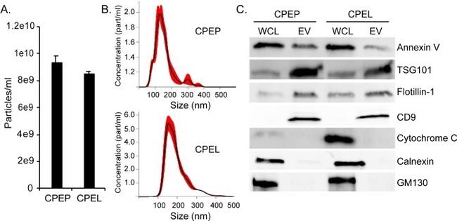 TSG101 Antibody in Western Blot (WB)