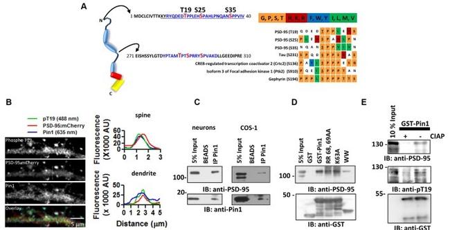 GST Tag Antibody in Western Blot (WB)