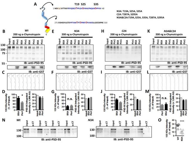 GST Tag Antibody in Western Blot (WB)