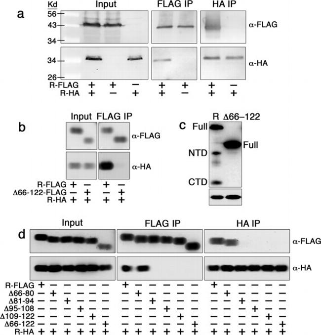 HA Tag Antibody in Western Blot (WB)