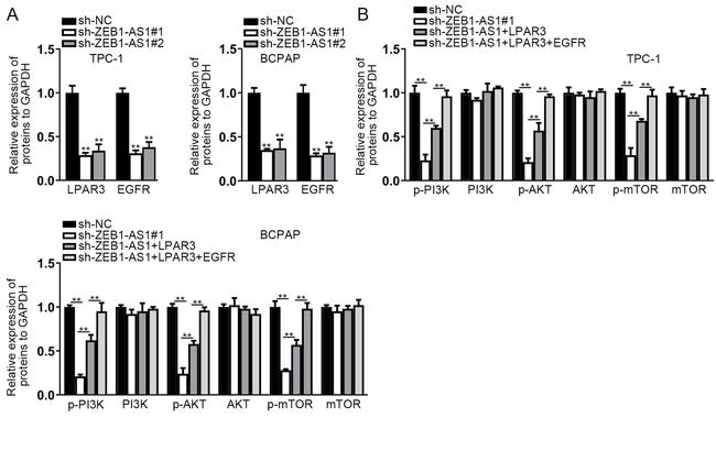 LPAR3 Antibody in Western Blot (WB)