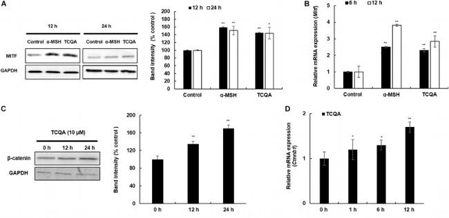 beta Catenin Antibody in Western Blot (WB)