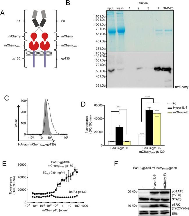 mCherry Antibody in Western Blot (WB)