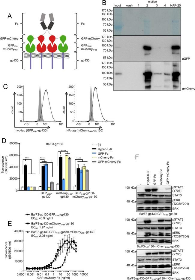 mCherry Antibody in Western Blot (WB)