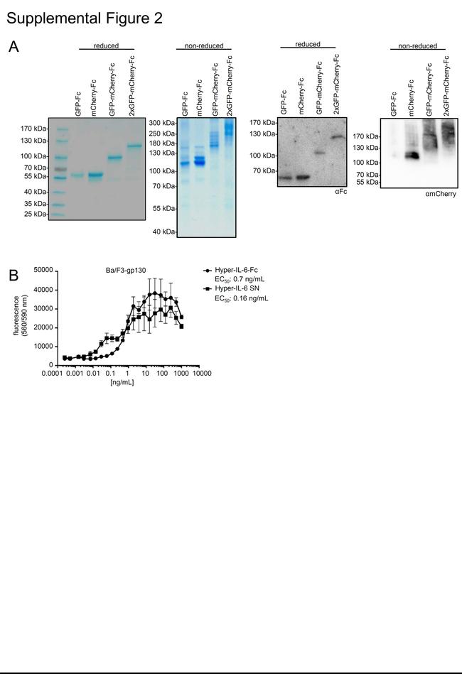 mCherry Antibody in Western Blot (WB)