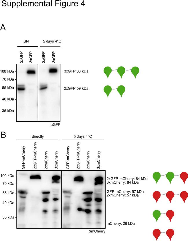 mCherry Antibody in Western Blot (WB)