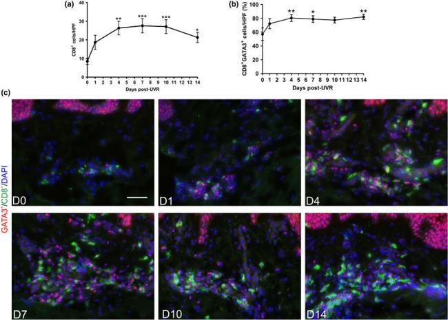 CD8 alpha Antibody in Immunohistochemistry (IHC)