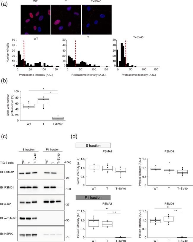 alpha Tubulin Antibody in Western Blot (WB)