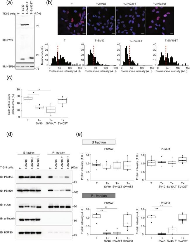 alpha Tubulin Antibody in Western Blot (WB)