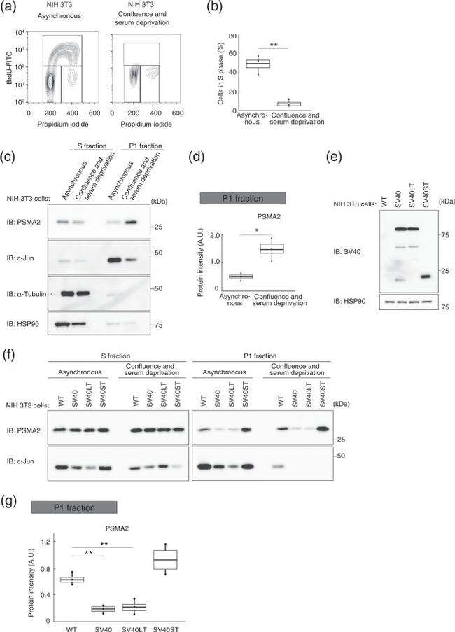 alpha Tubulin Antibody in Western Blot (WB)