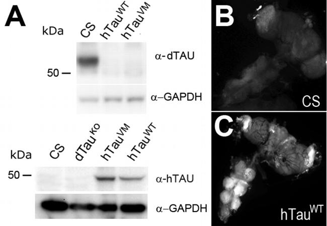 Tau Antibody in Western Blot (WB)