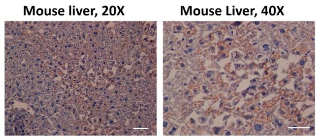 AHR Antibody in Immunohistochemistry, Immunohistochemistry (PFA fixed) (IHC, IHC (PFA))