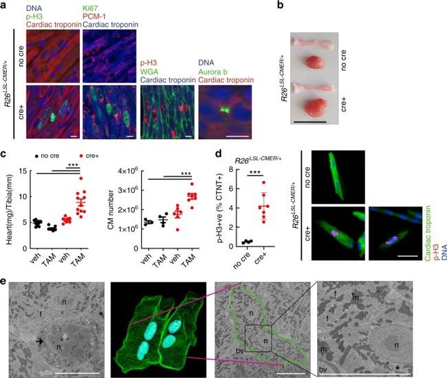 S100 Antibody in Immunocytochemistry, Immunohistochemistry, Flow Cytometry (ICC/IF, IHC, Flow)