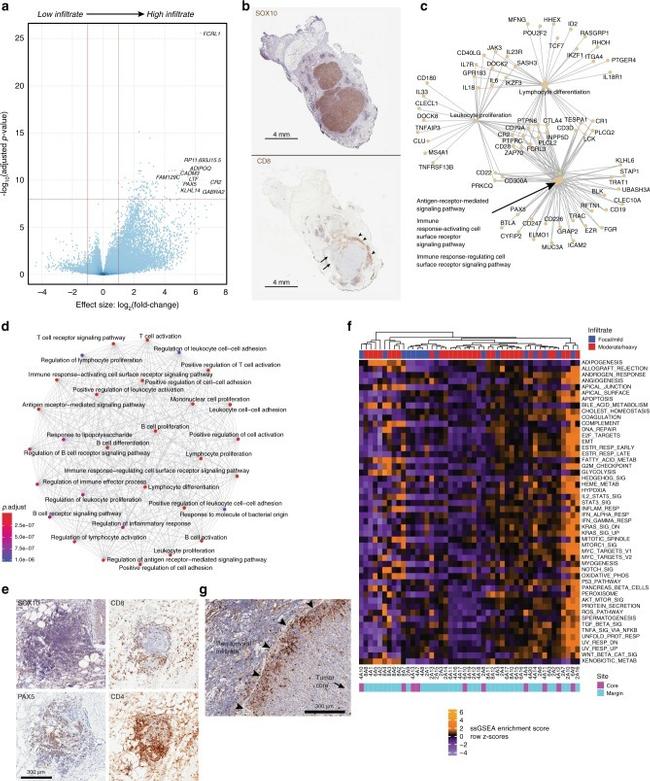 CD8 alpha Antibody in Immunohistochemistry (IHC)