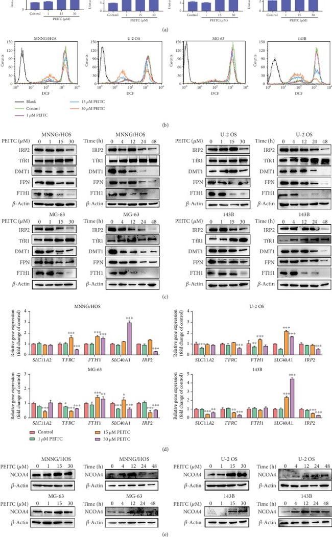 Ferroportin Antibody in Western Blot (WB)