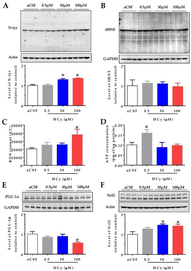 Nitrotyrosine Antibody in Western Blot (WB)