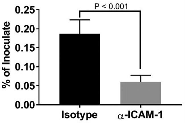ICAM-1 Antibody in Neutralization (Neu)
