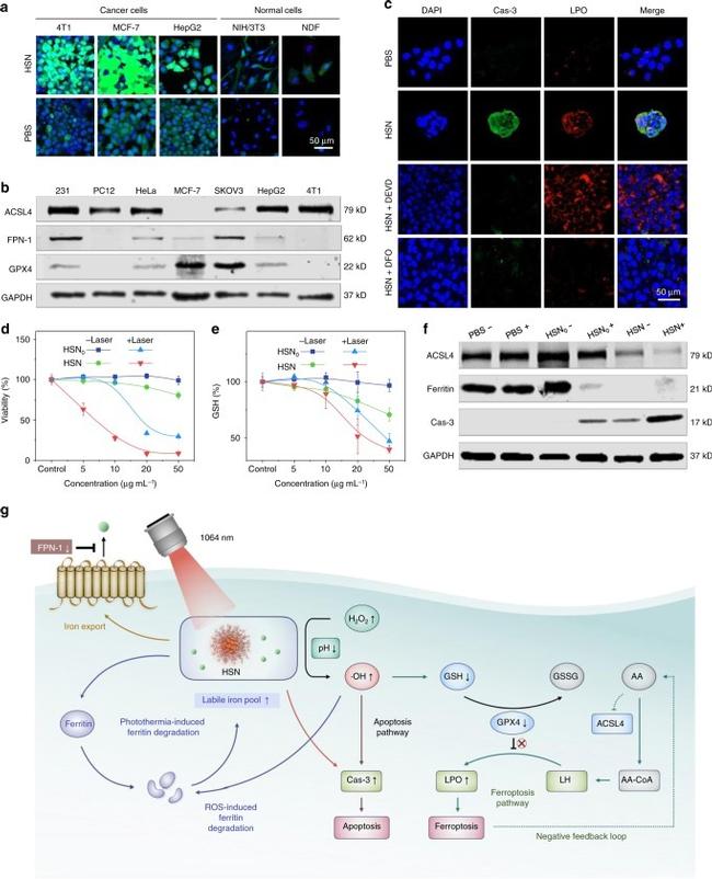 Ferritin Antibody in Western Blot (WB)