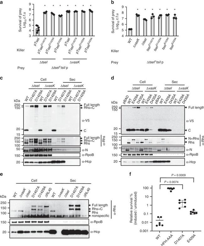 V5 Tag Antibody in Western Blot (WB)