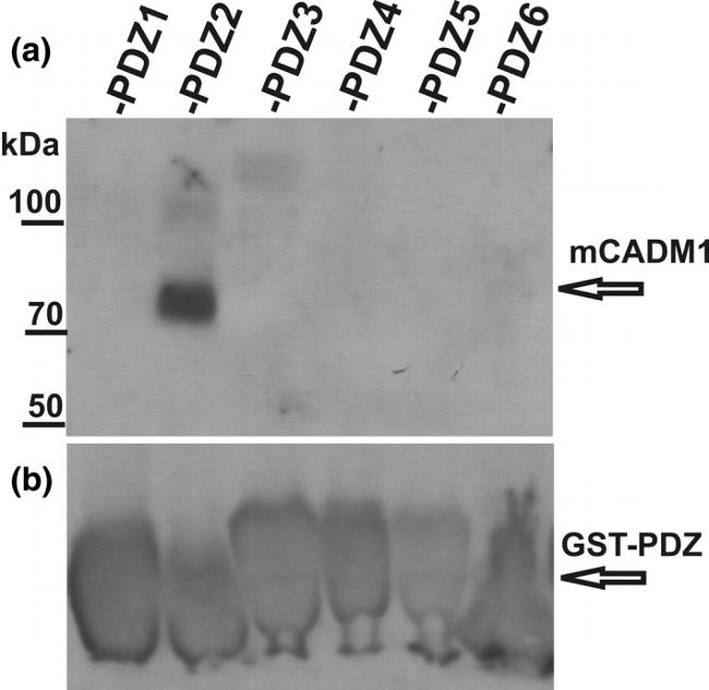 CADM1 Antibody in Western Blot (WB)