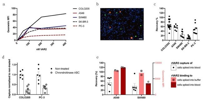 V5 Tag Antibody in Flow Cytometry (Flow)