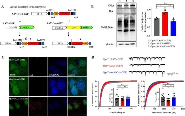 O-linked N-acetylglucosamine (O-GlcNAc) Antibody in Western Blot, Immunohistochemistry (WB, IHC)