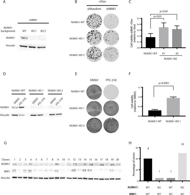 NuMA Antibody in Western Blot (WB)