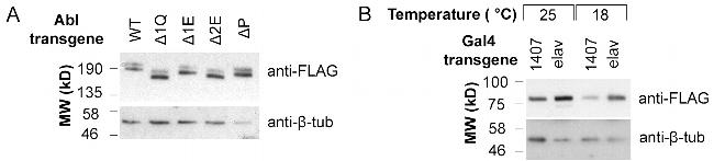 DYKDDDDK Tag Antibody in Western Blot (WB)