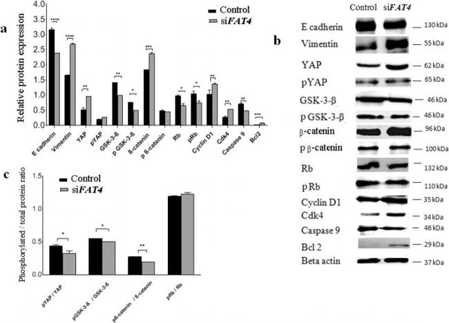 beta Catenin Antibody in Western Blot (WB)