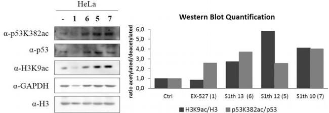 p53 Antibody in Western Blot (WB)