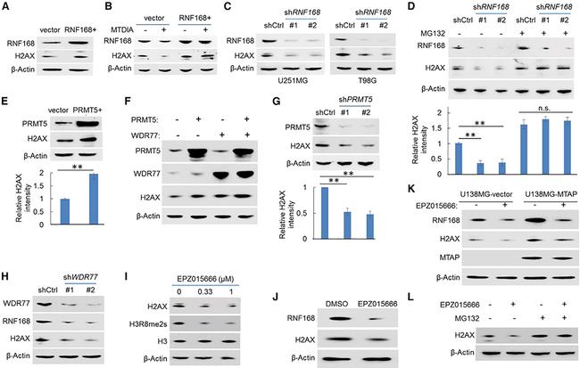 PRMT5 Antibody in Western Blot (WB)