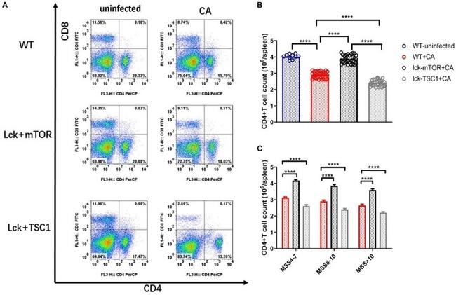 CD8 alpha Antibody in Flow Cytometry (Flow)