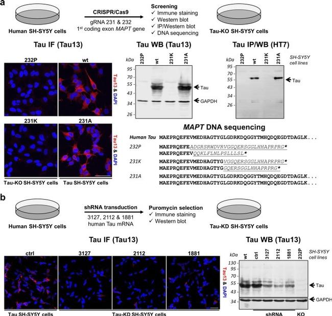 Tau Antibody in Western Blot (WB)