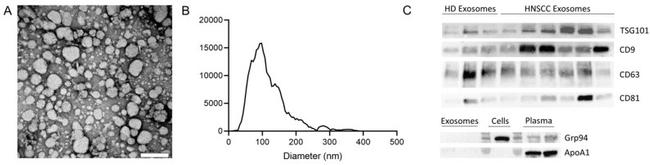 CD81 Antibody in Western Blot (WB)